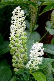 Attēlu rezultāti vaicājumam “Phytolaccaceae”