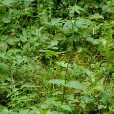 Image result for Knautia dipsacifolia