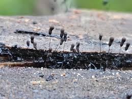 Attēlu rezultāti vaicājumam “Trichia ambigua stalked”