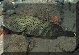 Image result for Epinephelus adscensionis