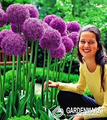 Image result for Zierlauch