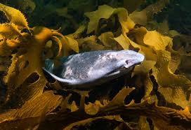 Image result for Cephaloscyllium laticeps