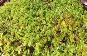 Attēlu rezultāti vaicājumam “Thuidium tamariscinum”