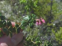 Attēlu rezultāti vaicājumam “Vaccinium vitis-idaea flower”