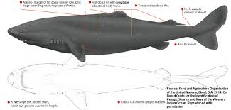 Image result for Somniosus pacificus