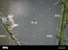 Attēlu rezultāti vaicājumam “Araneus diadematus eggs”