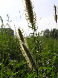Attēlu rezultāti vaicājumam “Alopecurus pratensis fruit”
