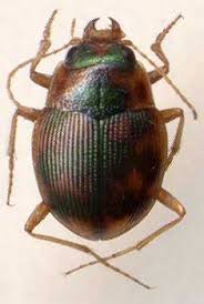 Attēlu rezultāti vaicājumam “Omophron limbatum”