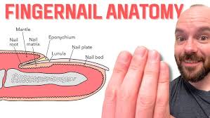 Image result for lunula nail