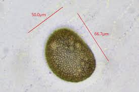 Attēlu rezultāti vaicājumam “Ephemerum serratum”