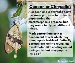 Attēlu rezultāti vaicājumam “cocoon”