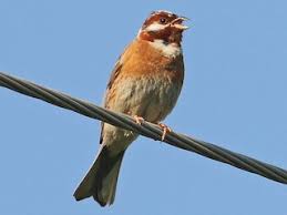 Image result for Emberiza leucocephalos