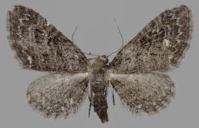 Attēlu rezultāti vaicājumam “Eupithecia pusillata”