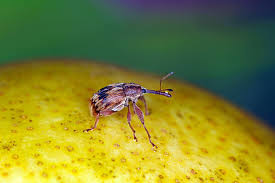 Attēlu rezultāti vaicājumam “Anthonomus pomorum”