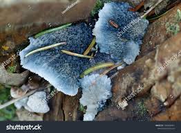 Attēlu rezultāti vaicājumam “Postia caesia”