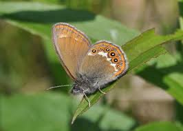 Attēlu rezultāti vaicājumam “Coenonympha hero underside”