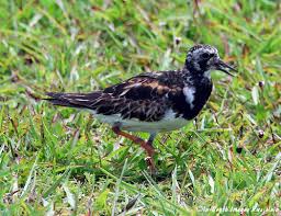 Attēlu rezultāti vaicājumam “Arenaria interpres”