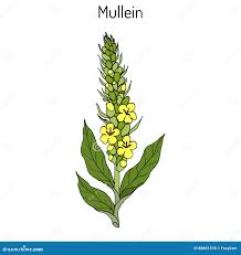 Attēlu rezultāti vaicājumam “Verbascum thapsus flower”