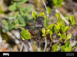 Attēlu rezultāti vaicājumam “Leucorrhinia dubia male”