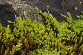 Attēlu rezultāti vaicājumam “Homalothecium sericeum”