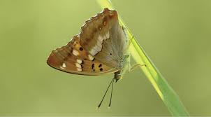 Attēlu rezultāti vaicājumam “Euphydryas maturna underside”