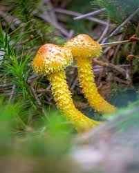 Attēlu rezultāti vaicājumam “Pholiota flammans”