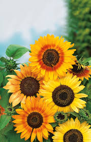 Image result for Sonnenblume