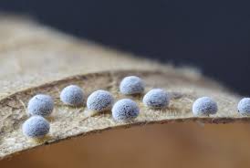 Attēlu rezultāti vaicājumam “Didymium squamulosum”