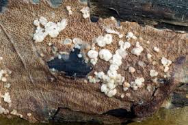 Attēlu rezultāti vaicājumam “Porotheleum fimbriatum”