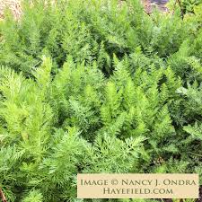 Attēlu rezultāti vaicājumam “Carum carvi leaf”