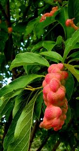 Attēlu rezultāti vaicājumam “Magnolia acuminata fruit”