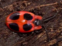 Attēlu rezultāti vaicājumam “Endomychidae”