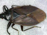 Attēlu rezultāti vaicājumam “Gastrodes grossipes”