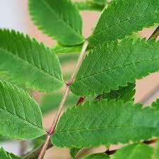 Attēlu rezultāti vaicājumam “Sorbus aucuparia leaf”