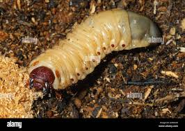 Attēlu rezultāti vaicājumam “Oryctes nasicornis”