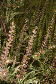 Attēlu rezultāti vaicājumam “Ambrosia artemisiifolia bud”