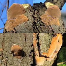 Attēlu rezultāti vaicājumam “Inonotus radiatus”