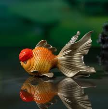 Image result for 金魚