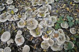 Attēlu rezultāti vaicājumam “Postia tephroleucus”