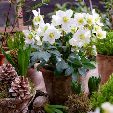 Image result for Christrose