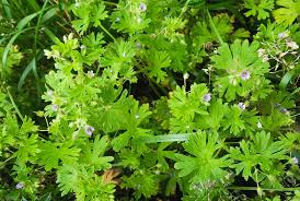 Attēlu rezultāti vaicājumam “Geranium pusillum”