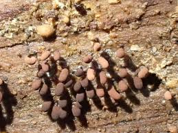 Attēlu rezultāti vaicājumam “Stemonitopsis hyperopta”