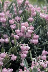 Attēlu rezultāti vaicājumam “Andromeda polifolia bud”