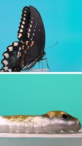 Attēlu rezultāti vaicājumam “Pyrochroidae imago”