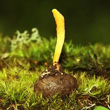 Attēlu rezultāti vaicājumam “Cordyceps militaris”