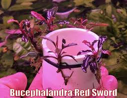 Risultati immagini per bucephalandra pinoh red stem