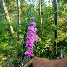 Attēlu rezultāti vaicājumam “Gladiolus imbricatus flower”