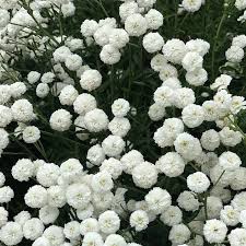 Attēlu rezultāti vaicājumam “Achillea ptarmica fruit”