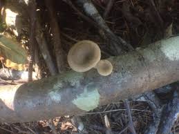 Attēlu rezultāti vaicājumam “Polyporus tubaeformis”