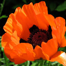 Image result for Papaver orientale